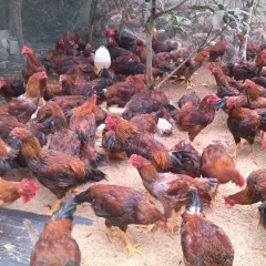 Gà lai chọi tía hậu bị